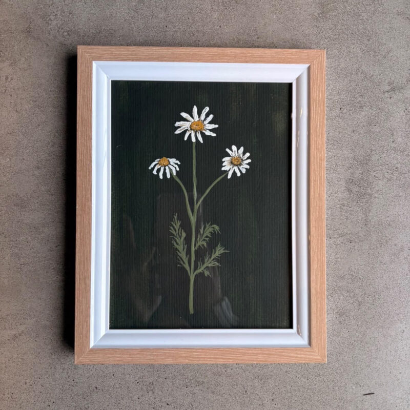 Flor de Camomila
