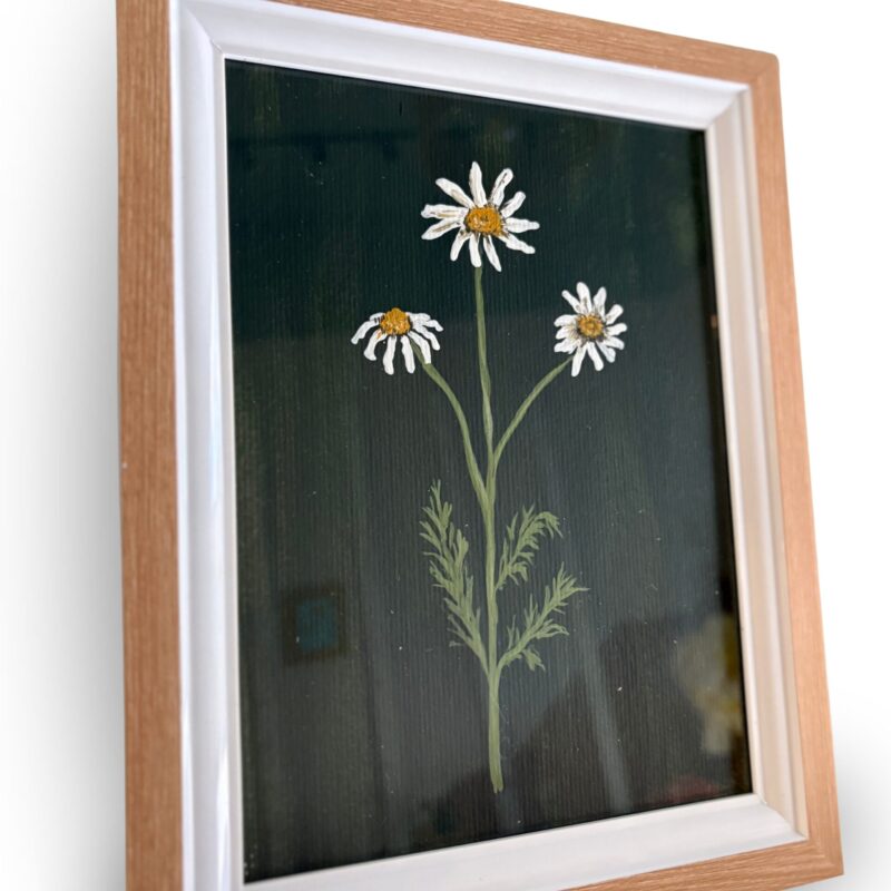 Flor de Camomila